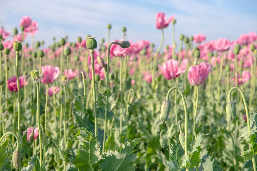 Bloeistadia van de papaver van Ruud Morijn
