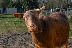 Schattige dwerggeit in een weide