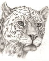 Leopard in drybrush technique