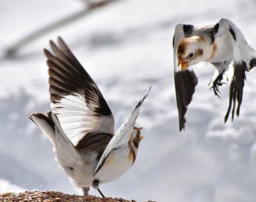 Snow buntings in winter by Claude Laprise