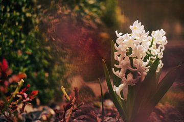 Frühling naht von Foto Oger