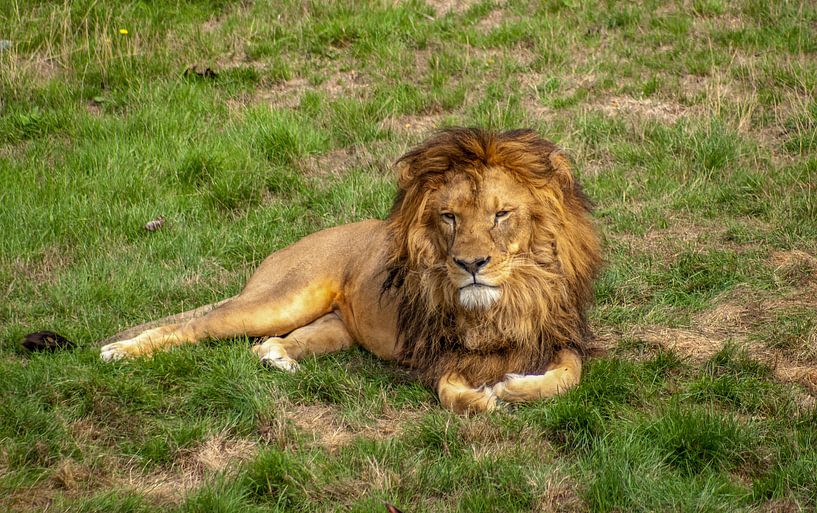 Lion King van Thomas Depauw