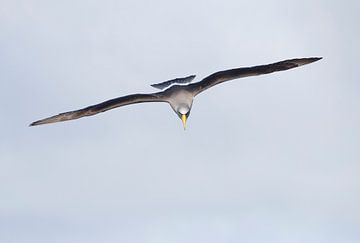 Adult Chatham Albatross (Thalassarche eremita) by Beschermingswerk voor aan uw muur