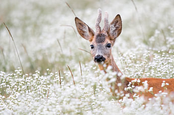 Junger Rehbock auf einer blühenden Wiese