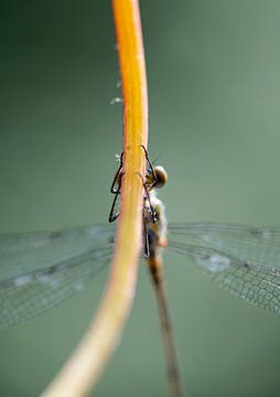 Macro opname van een houtpanserjuffer von Bianca Fortuin