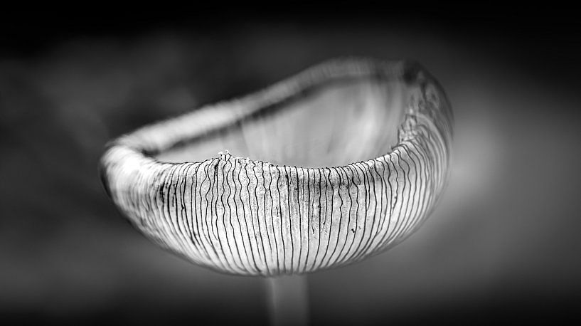 Hasenbein von Gerrit Bikker