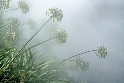Mystical Seed Bulbs. Asia in the Fog.