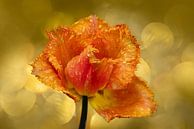 Tulp in de Keukenhof. Nederland. van Alie Ekkelenkamp thumbnail