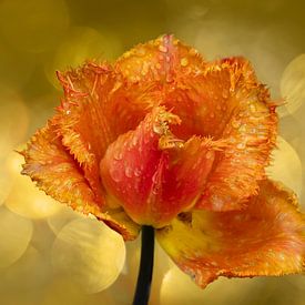 Tulpe im Keukenhof. von Alie Ekkelenkamp