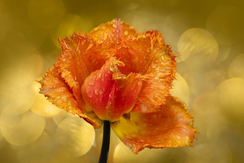 Tulp in de Keukenhof. Nederland. van Alie Ekkelenkamp