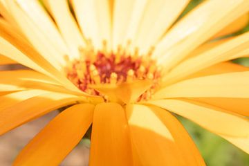 De Gouden Schat van de Natuur: Betoverende Macrofoto van Gele Bloembladeren van Remco Ditmar