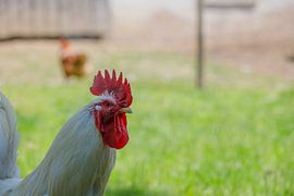 Rooster Portrait with Green Grass Background by de-nue-pic