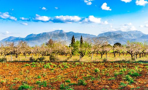 Mallorca, Spanje eiland in de Middellandse Zee