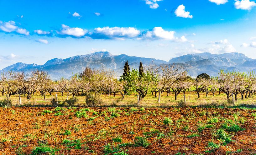 Mallorca, Spanje eiland in de Middellandse Zee van Alex Winter