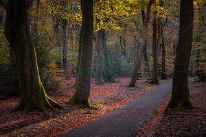 Speulderbos 2022-4