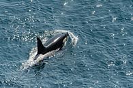 Orca (Orka) Schotland van Merijn Loch thumbnail