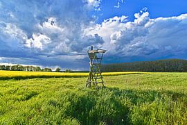 Poésie du champ de colza dans le district de Barnim