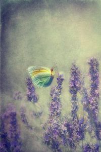 Butterfly sur Claudia Moeckel