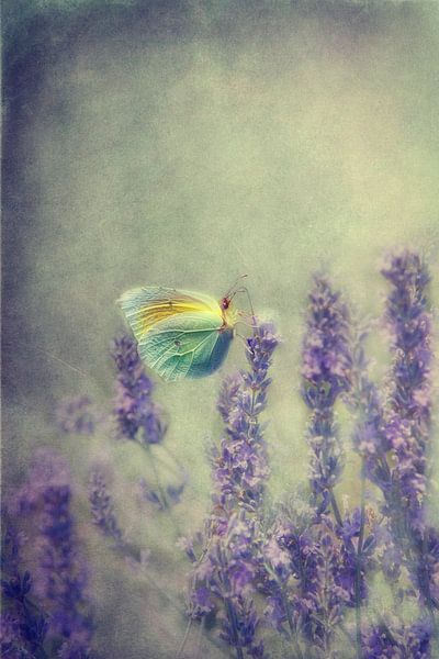 Schmetterling von Claudia Moeckel