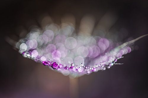 Drops on a Morning Star fluff by Bert Nijholt