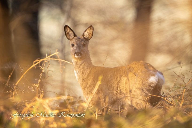 Deer by Maaike Krimpenfort