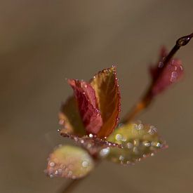 Lente von Marja Braaksma