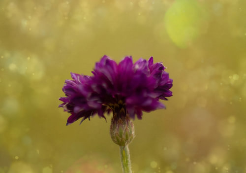 Paarse korenbloem in het zomerlicht – bloem tegen een gouden bokeh