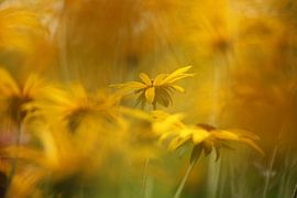 yellow flowers by Fotografie John van der Veen