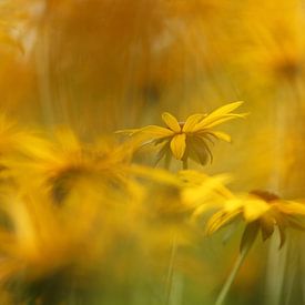 gele bloemen van Fotografie John van der Veen