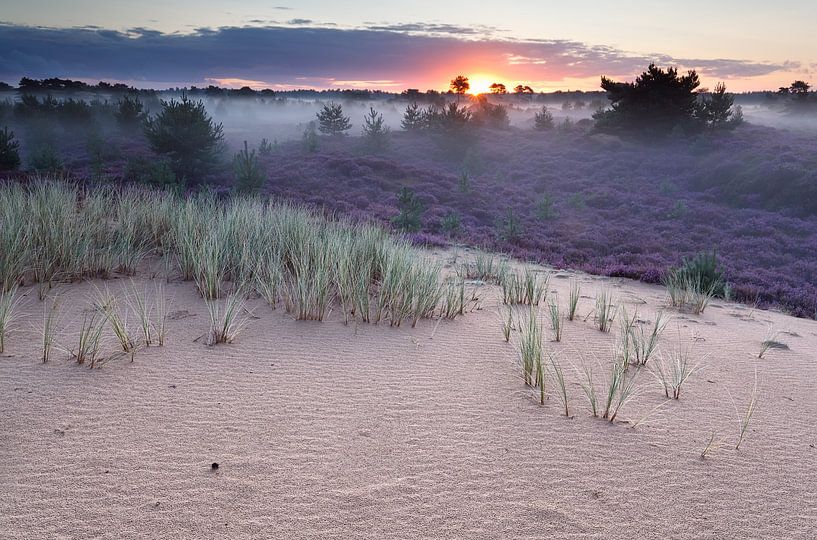 Sand and flowers van Olha Rohulya