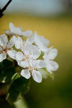 White blossoms in spring
