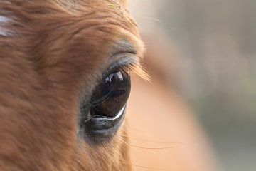 Het paarden-oog van Cathy Php