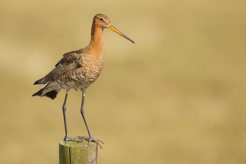 Black-tailed godwit on stilt in polder with dry grassland by Jeroen Stel