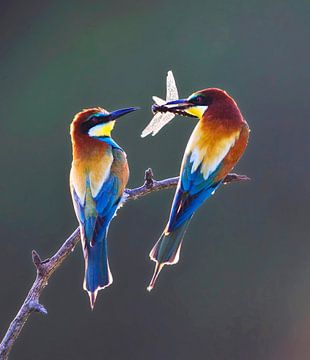 Bee-eater, Merops apiaster by AGAMI Photo Agency