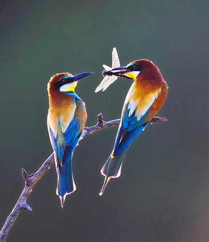 Bienenfresser, Merops apiaster von AGAMI Photo Agency