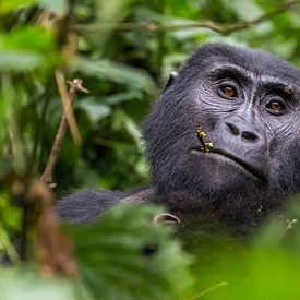 Gorilla in Uganda - Bwindi Impenetrable Forest National Park by Maxime van Moergastel