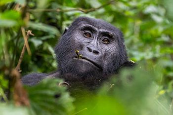 Gorilla in Uganda - Bwindi Impenetrable Forest National Park