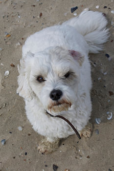 Braaf hondje op het strand