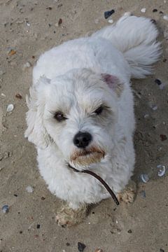 Braaf hondje op het strand van Berthilde van der Leij