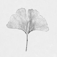 Ginkgo