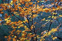 Beautiful autumn colours of beech