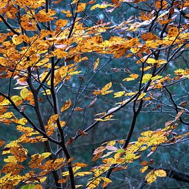 Beautiful autumn colours of beech by Idema Media