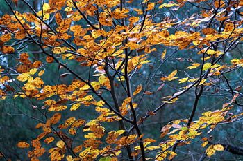 Prachtige herfstkleuren van de beuk