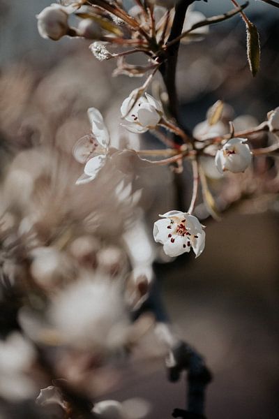 Blossom 15 by Isis Sturtewagen