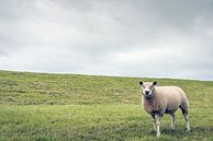 Porträt eines Schafes am Fuße eines niederländischen Deiches von Ruud Morijn Miniaturansicht