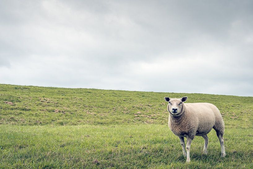 Porträt eines Schafes am Fuße eines niederländischen Deiches von Ruud Morijn