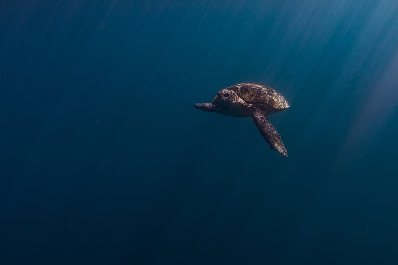 Groote schildpad van DesignedByJoost