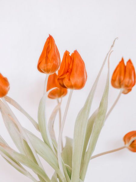 rode tulp van Michael Schulz-Dostal