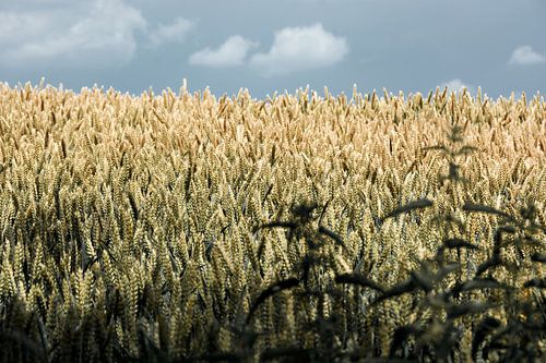 Korenveld in de zomer