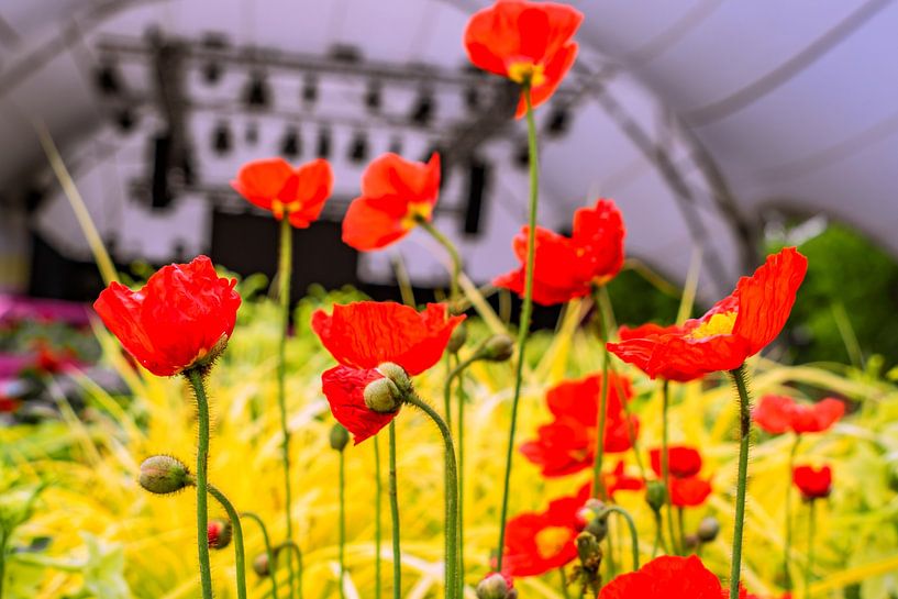 FLORA : GEWOON KLAPROOS van Photoart-Naegele